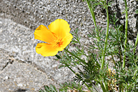 Eschscholzia californica